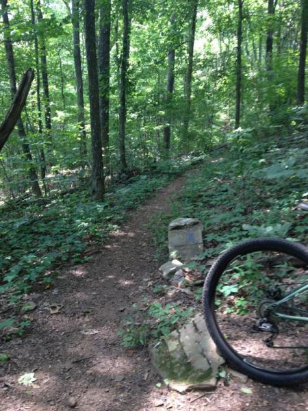 A narrow dirt trail winding through a lush green forest, surrounded by tall trees and dense foliage. In the foreground, part of a bicycle wheel is visible, alongside a small stone marker by the trail. Sunlight filters through the leaves, creating a serene outdoor atmosphere. Monte Sano State Park &amp; Land Trust mountain bike trail.