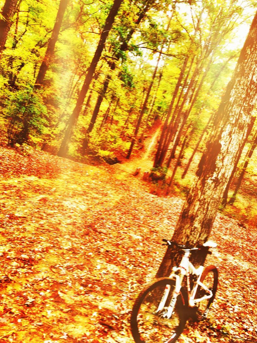 Trek Superfly 100 AL: A mountain bike resting against a tree in a colorful forest during autumn. The ground is covered with vibrant orange and yellow fallen leaves, and sunlight filters through the trees, creating a warm, inviting atmosphere. A winding path can be seen in the background.