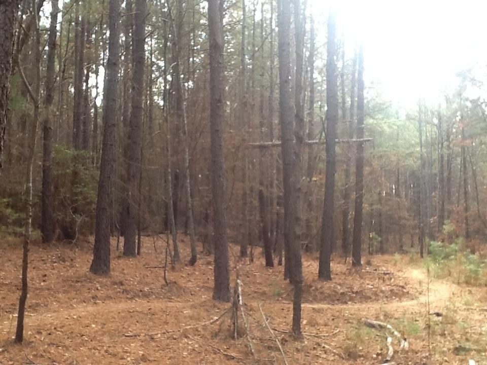 A dense forest landscape featuring tall pine trees with a mixture of green and brown foliage. The ground is covered with fallen pine needles, and the light filters softly through the branches, creating a serene and slightly misty atmosphere. Itusi @ Lake Norman State Park mountain bike trail.