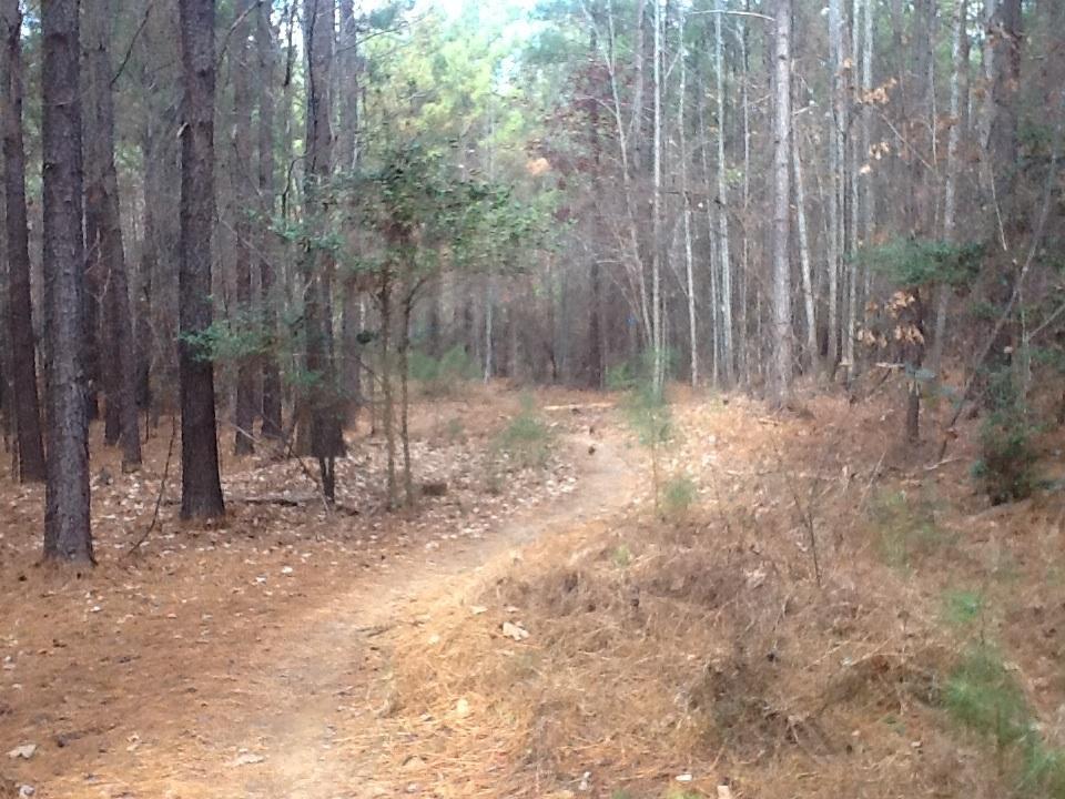 A winding dirt path through a wooded forest, surrounded by tall pine trees and scattered fallen leaves. The scene captures a tranquil, natural environment with a mix of greenery and earthy tones. Itusi @ Lake Norman State Park mountain bike trail.