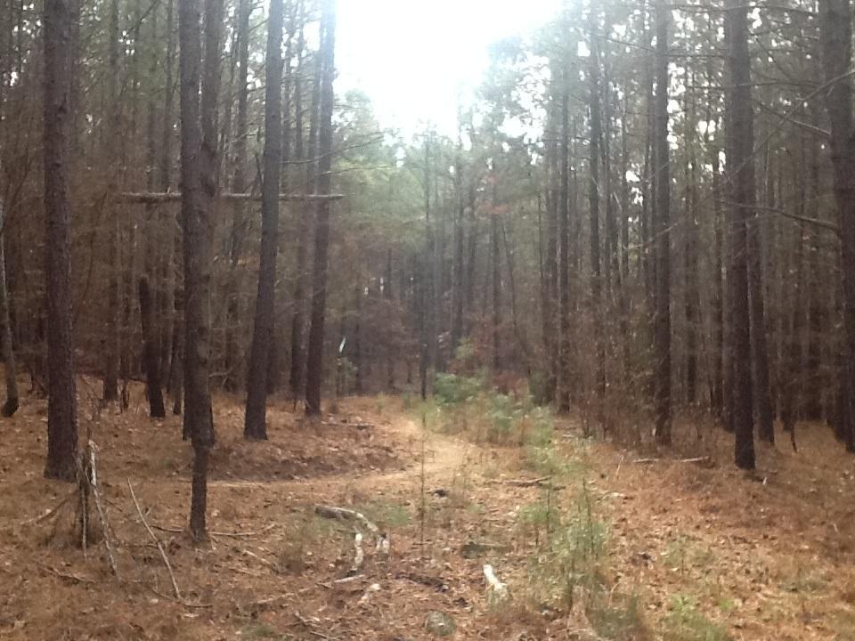 A narrow dirt path winding through a dense forest of tall pine trees, with a layer of brown pine needles covering the ground and patches of green foliage visible. The atmosphere appears calm and slightly overcast. Itusi @ Lake Norman State Park mountain bike trail.