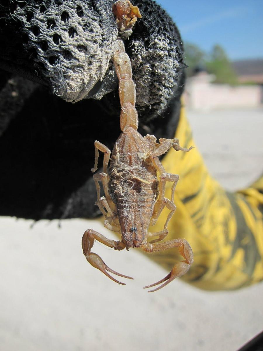 A close-up image of a light-colored scorpion being held by a gloved hand. The background is blurred, showing a sandy environment and hints of distant structures. The scorpion's pincers are raised, and its segmented body is clearly visible, showcasing its detailed structure. Los Alacranes mountain bike trail.