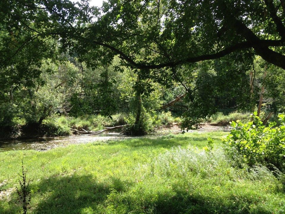 A serene landscape featuring a lush green area with a gentle stream flowing through it. Tall trees provide shade, and various grasses and plants are visible in the foreground, creating a peaceful natural setting. Sunlight filters through the leaves, enhancing the tranquil atmosphere. Muscatatuck Park mountain bike trail.