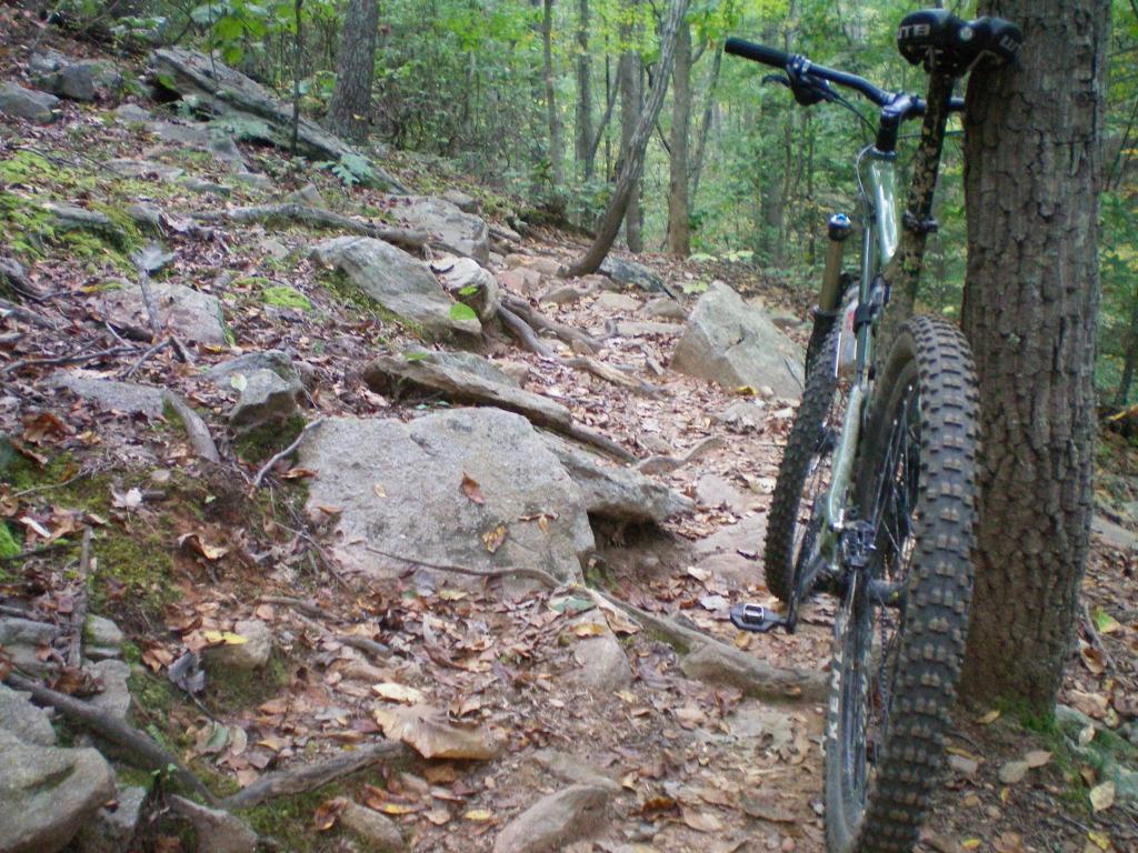 Kenda Nevegal: Mountain bike resting against a tree on a rocky trail surrounded by lush greenery and leaf-covered ground.
