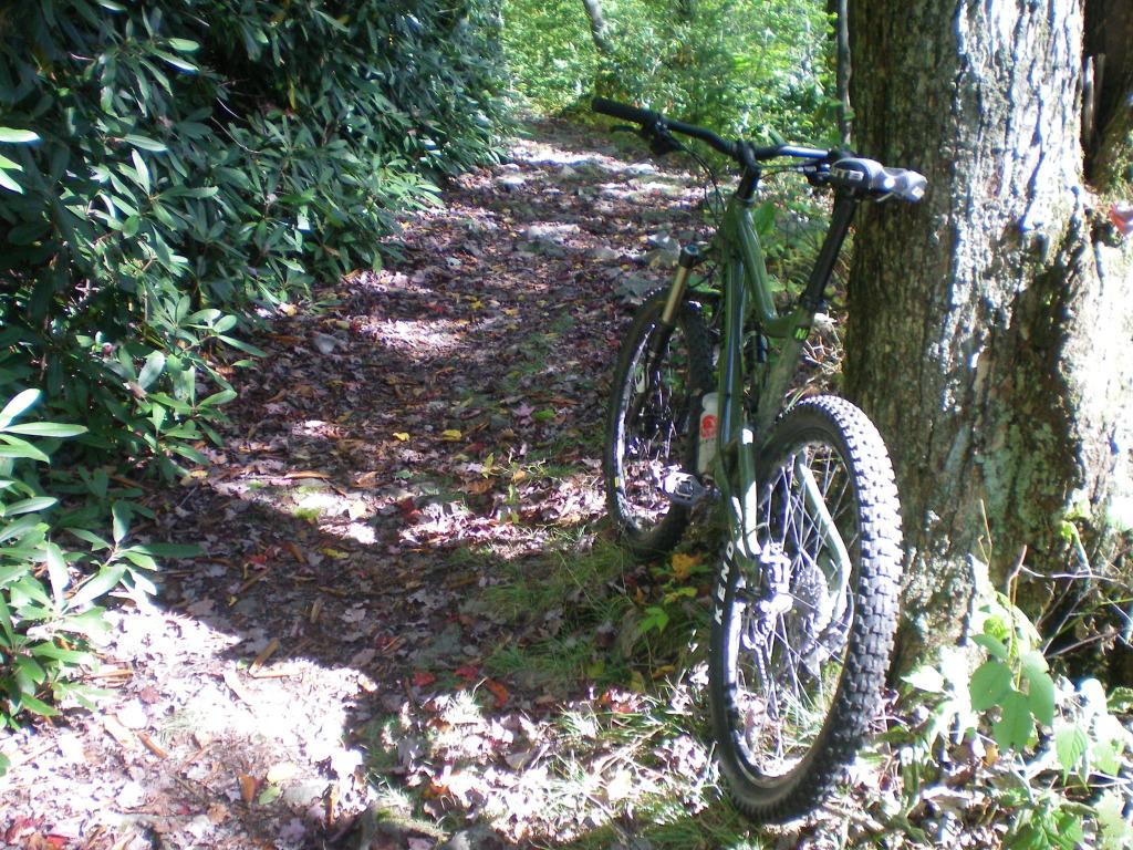 Santa Cruz Nickel: A mountain bike leaning against a tree on a leaf-covered dirt path surrounded by lush greenery. Sunlight filters through the trees, highlighting the colorful leaves on the ground.