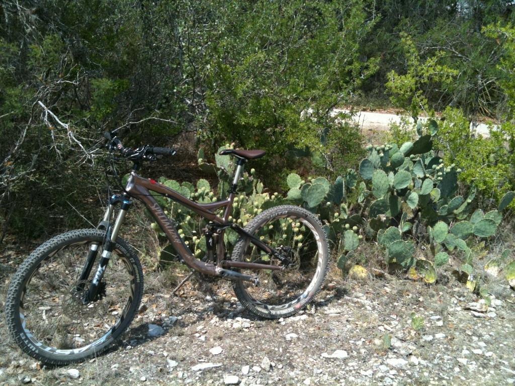 Specialized Enduro SL Expert: A mountain bike resting on rocky ground beside a patch of prickly pear cactus, surrounded by lush green shrubs and trees.