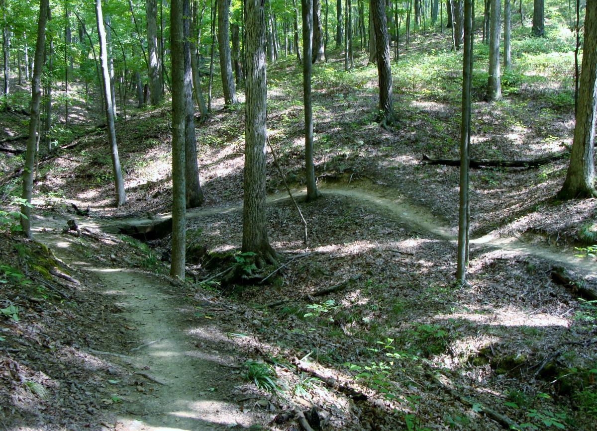 Winding dirt trails through a wooded forest, surrounded by tall trees and dappled sunlight filtering through the leaves. The ground is covered with fallen leaves and small plants, creating a serene and natural hiking environment. Brown County Park mountain bike trail.