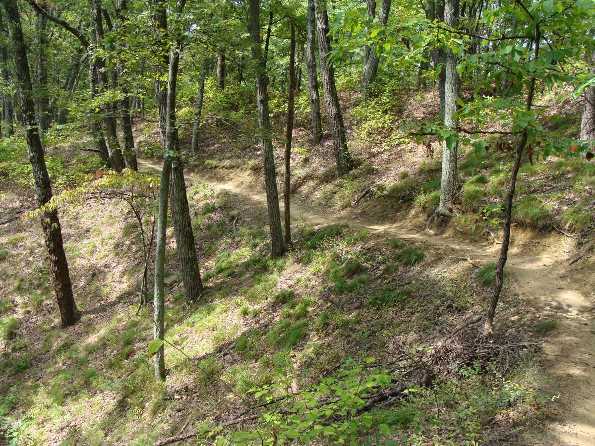 A winding dirt path through a lush green forest, surrounded by tall trees and undergrowth. The trail is lined with patches of grass and fallen leaves, inviting outdoor exploration and hiking. Sunlight filters through the leaves, creating a serene and tranquil atmosphere. Brown County Park mountain bike trail.