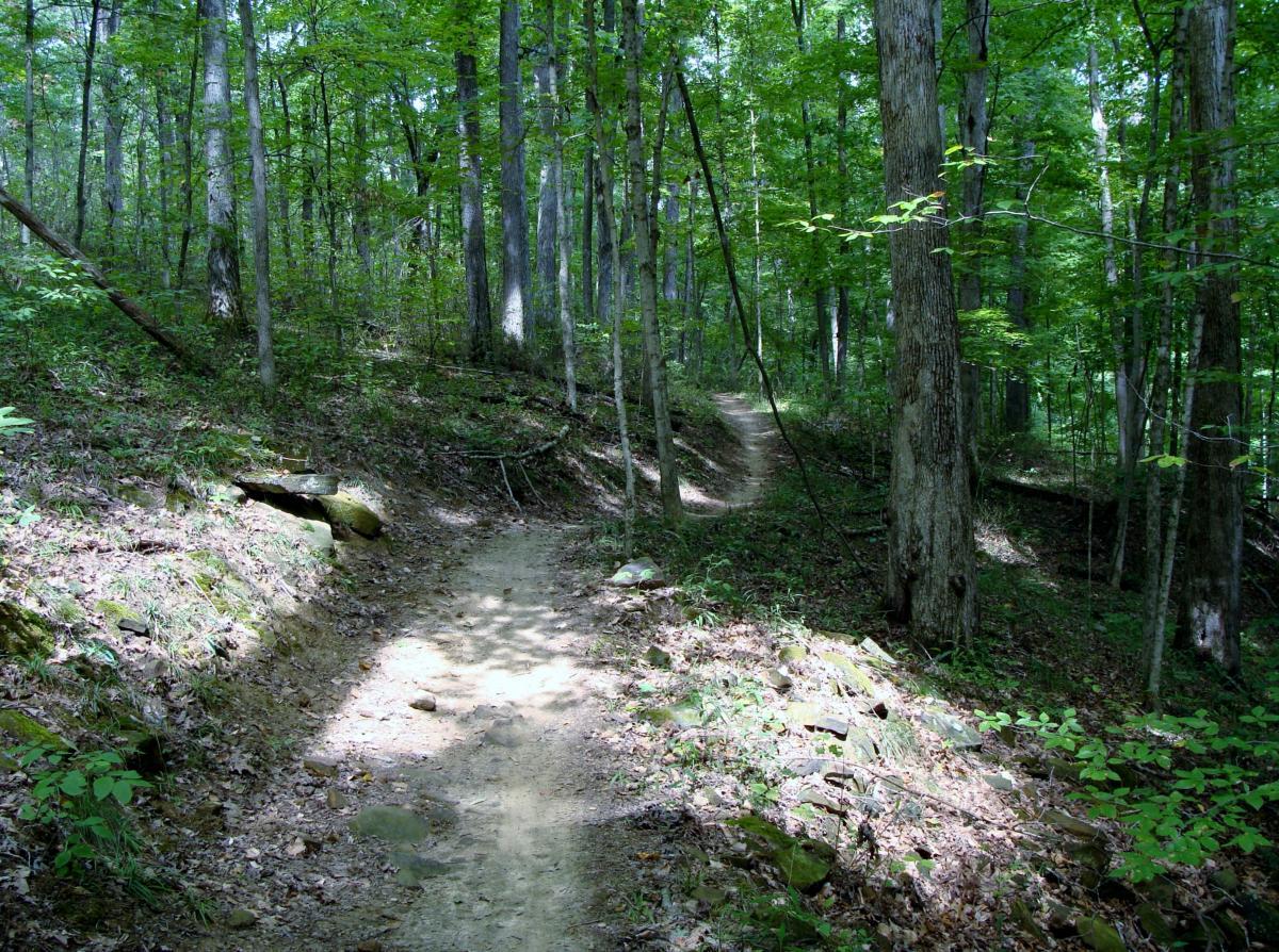 A narrow dirt path winding through a lush, green forest. Sunlight filters through the trees, casting dappled shadows on the ground, which is lined with rocks and foliage. The path diverges along the right side, inviting exploration into the serene wooded area. Brown County Park mountain bike trail.