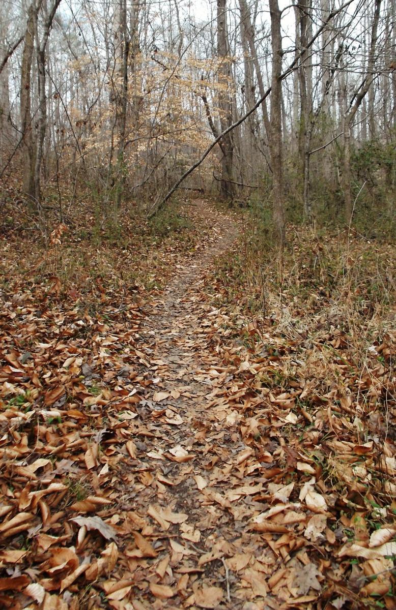 A narrow dirt path winding through a forest, surrounded by trees with sparse, bare branches and a blanket of brown, fallen leaves covering the ground. Anne Springs Close Greenway mountain bike trail.