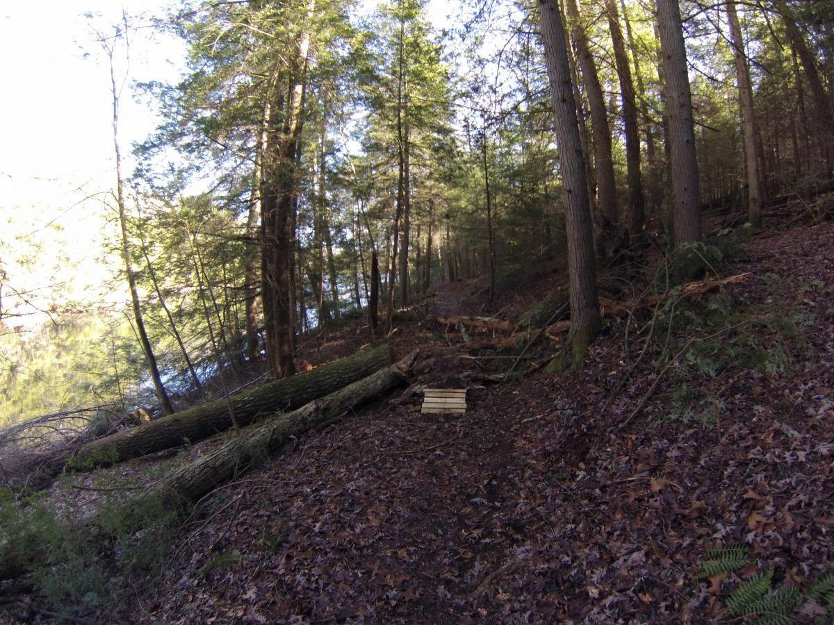 A serene forest scene featuring tall trees along a path beside a calm body of water. Fallen logs and scattered leaves cover the ground, enhancing the natural atmosphere. The sunlight filters through the trees, creating dappled light on the ground. Sheltowee Trace - Laurel Lake Trail mountain bike trail.