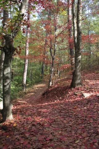 A scenic forest path covered with vibrant red and orange fallen leaves, flanked by trees showcasing autumn foliage under a clear blue sky. Forks Area Trail System (FATS) mountain bike trail.