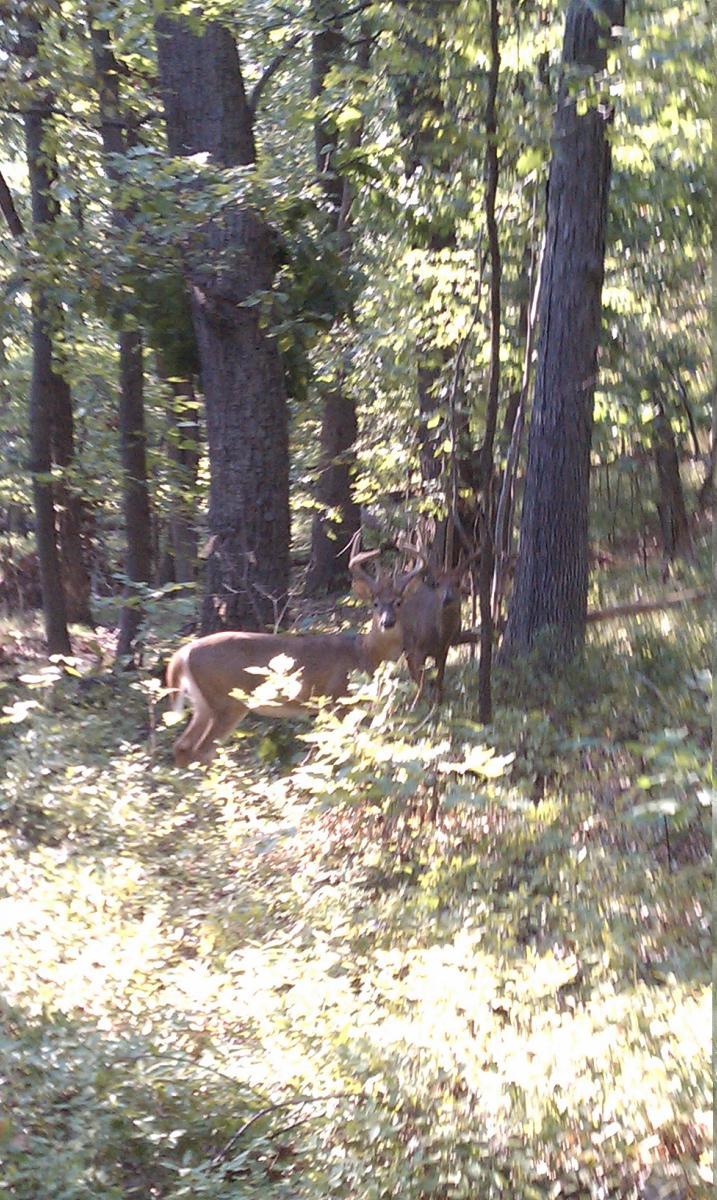 A deer with antlers stands partially hidden among trees and foliage in a wooded area, bathed in soft sunlight. Fairland Recreational Park mountain bike trail.