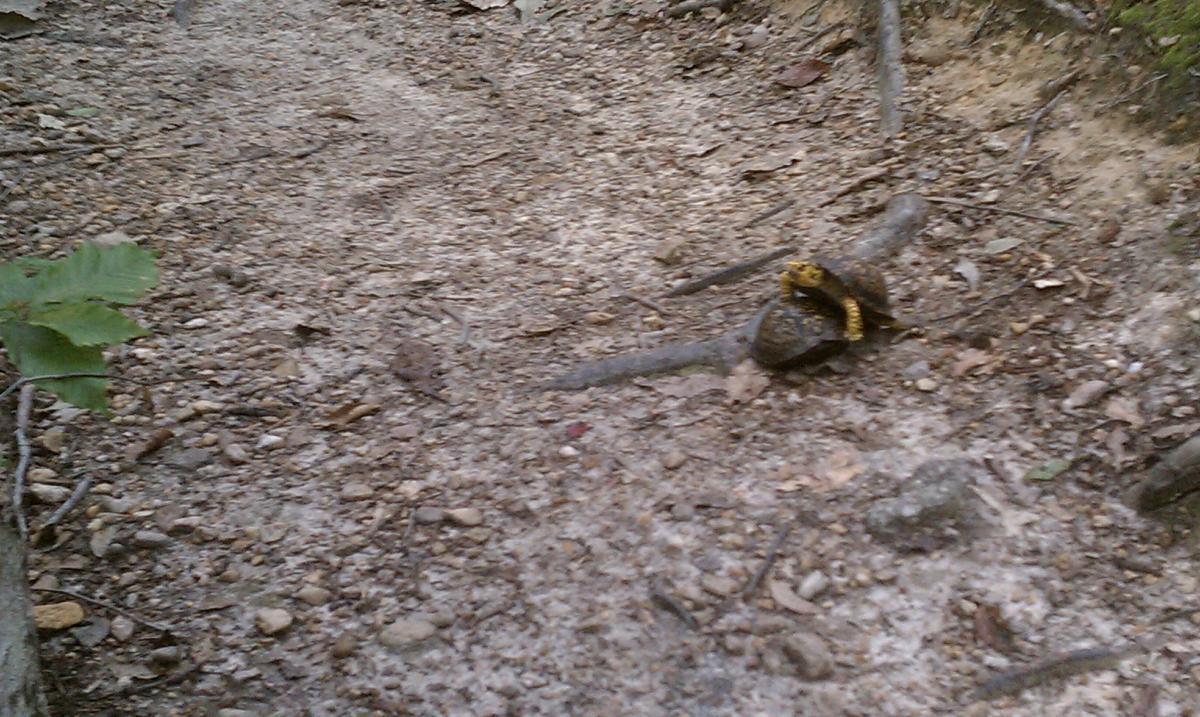 A small brown turtle is seen on a dirt path, with a frog perched on its back. Surrounding the scene are scattered leaves and pebbles, with a few small green plants nearby. The atmosphere suggests a natural, woodland environment. Fairland Recreational Park mountain bike trail.