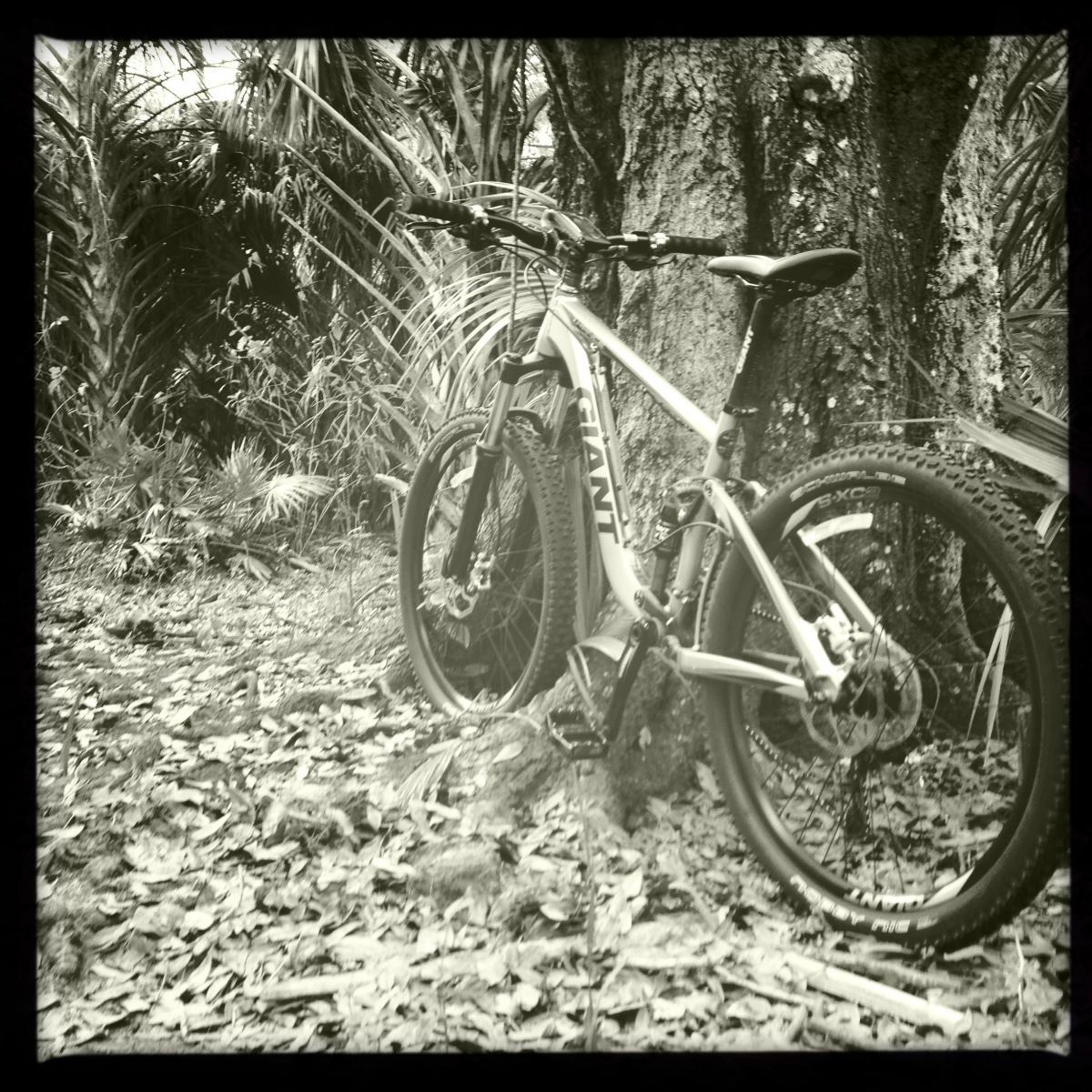 Giant Trance X4: A mountain bike resting against a tree, surrounded by leafy ground cover and dense greenery. The image is in black and white, emphasizing the bike's frame and tires.