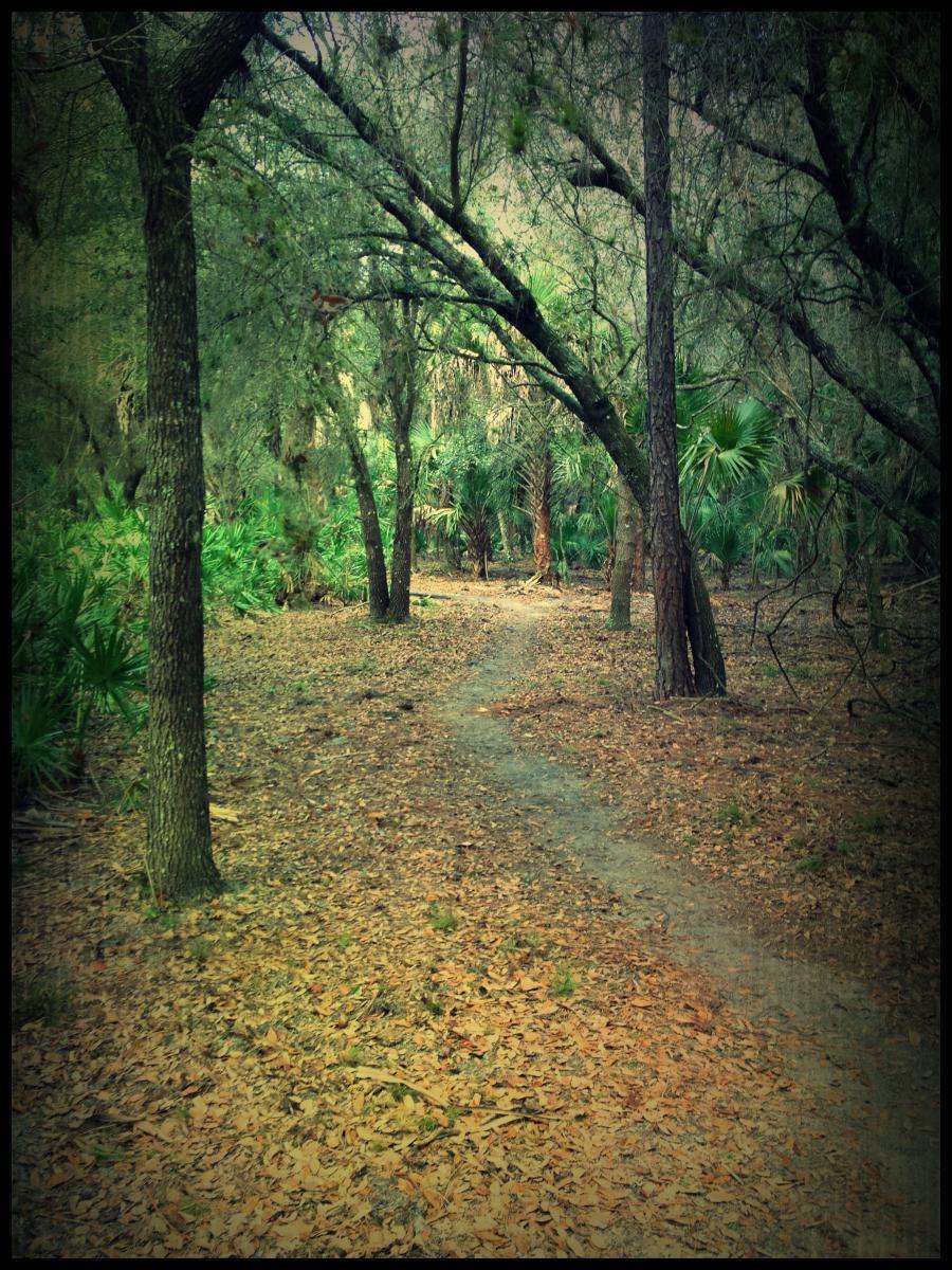 A narrow, winding dirt path through a dense forest, surrounded by tall trees and foliage. The ground is covered with fallen leaves, and green vegetation lines the sides of the trail, creating a serene and natural atmosphere. Grassy Island Trail mountain bike trail.