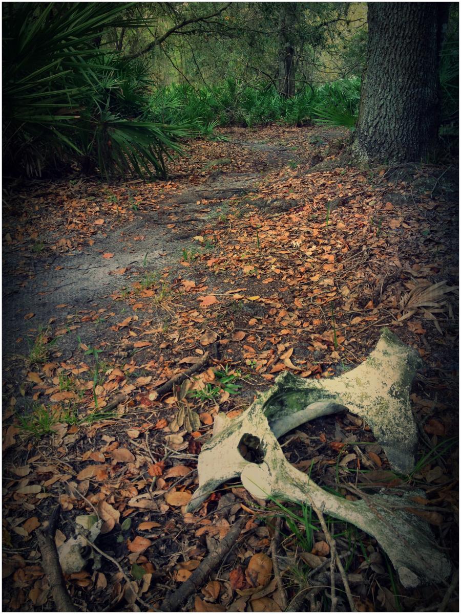 A forested path covered in fallen leaves, with a large bone lying on the ground in the foreground. Lush greenery surrounds the path, creating a natural and somewhat eerie atmosphere. Grassy Island Trail mountain bike trail.