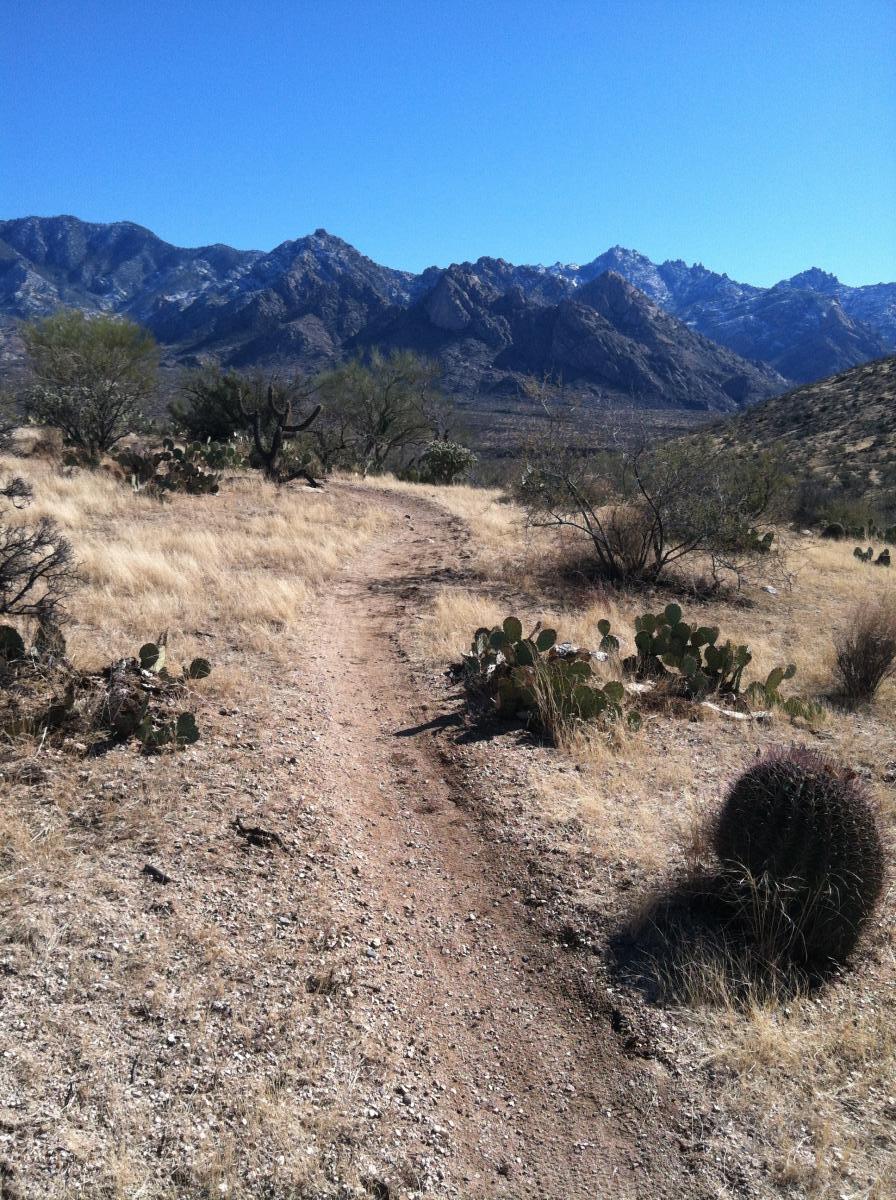 A dirt path winding through a dry, grassy landscape with scattered cacti, set against a backdrop of rugged mountains under a clear blue sky. 50-year Trail / Golder Ranch mountain bike trail.