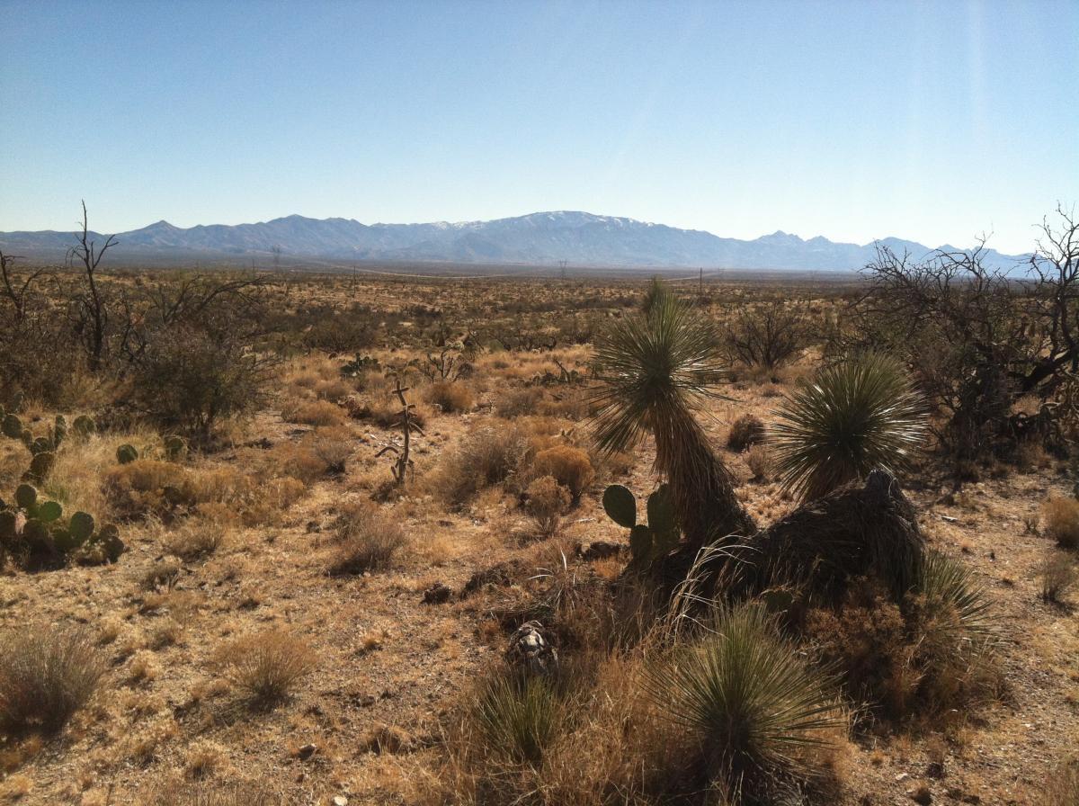 A vast desert landscape featuring dry vegetation, cacti, and sparse bushes, with distant mountains partially covered in snow under a clear blue sky. 24 Hour Course mountain bike trail.