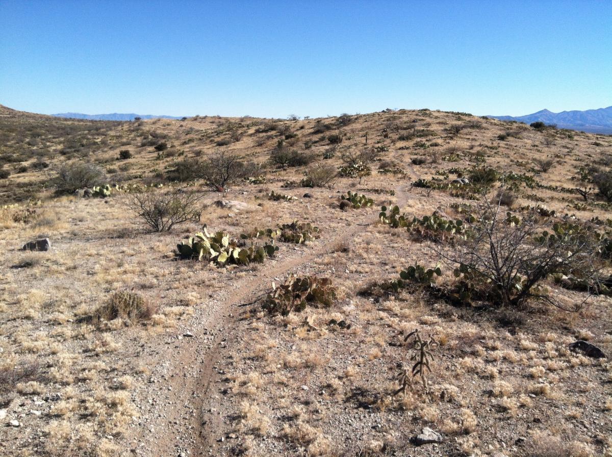 A scenic view of a desert landscape featuring a dirt path winding through sparse vegetation, including cacti and dry grass, with rolling hills and a clear blue sky in the background. 24 Hour Course mountain bike trail.