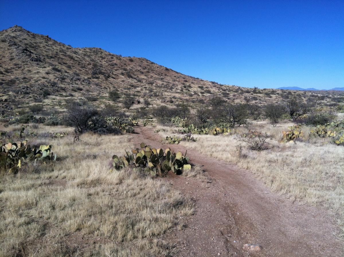 A dirt path winding through a desert landscape with dry grass, scattered cacti, and gentle hills under a clear blue sky. 24 Hour Course mountain bike trail.