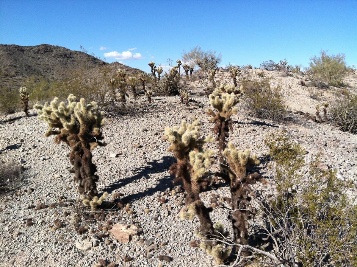 A desert landscape featuring several cholla cacti with a rocky ground, sparse vegetation, and low hills in the background under a clear blue sky. Estrella Mountain Park mountain bike trail.