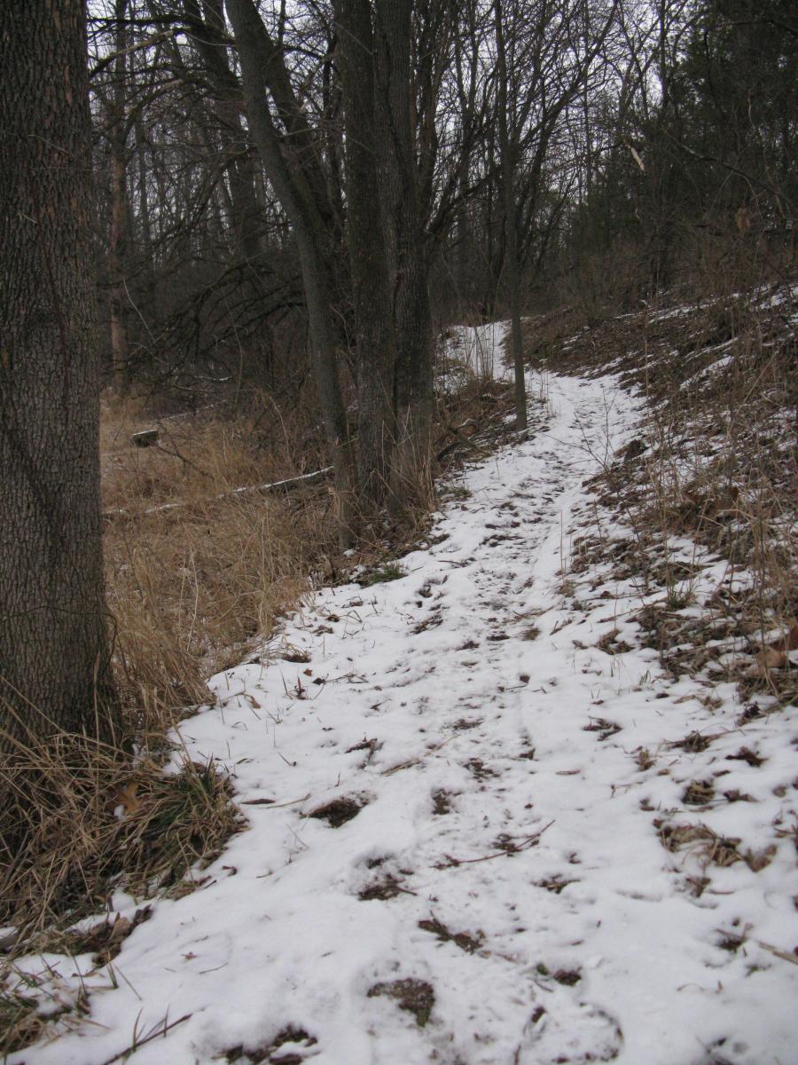 A snow-covered trail winding through a forest, bordered by bare trees and tall grass. The path shows signs of use, with footprints visible in the snow, leading into the wooded area. Goshen mountain bike trail.