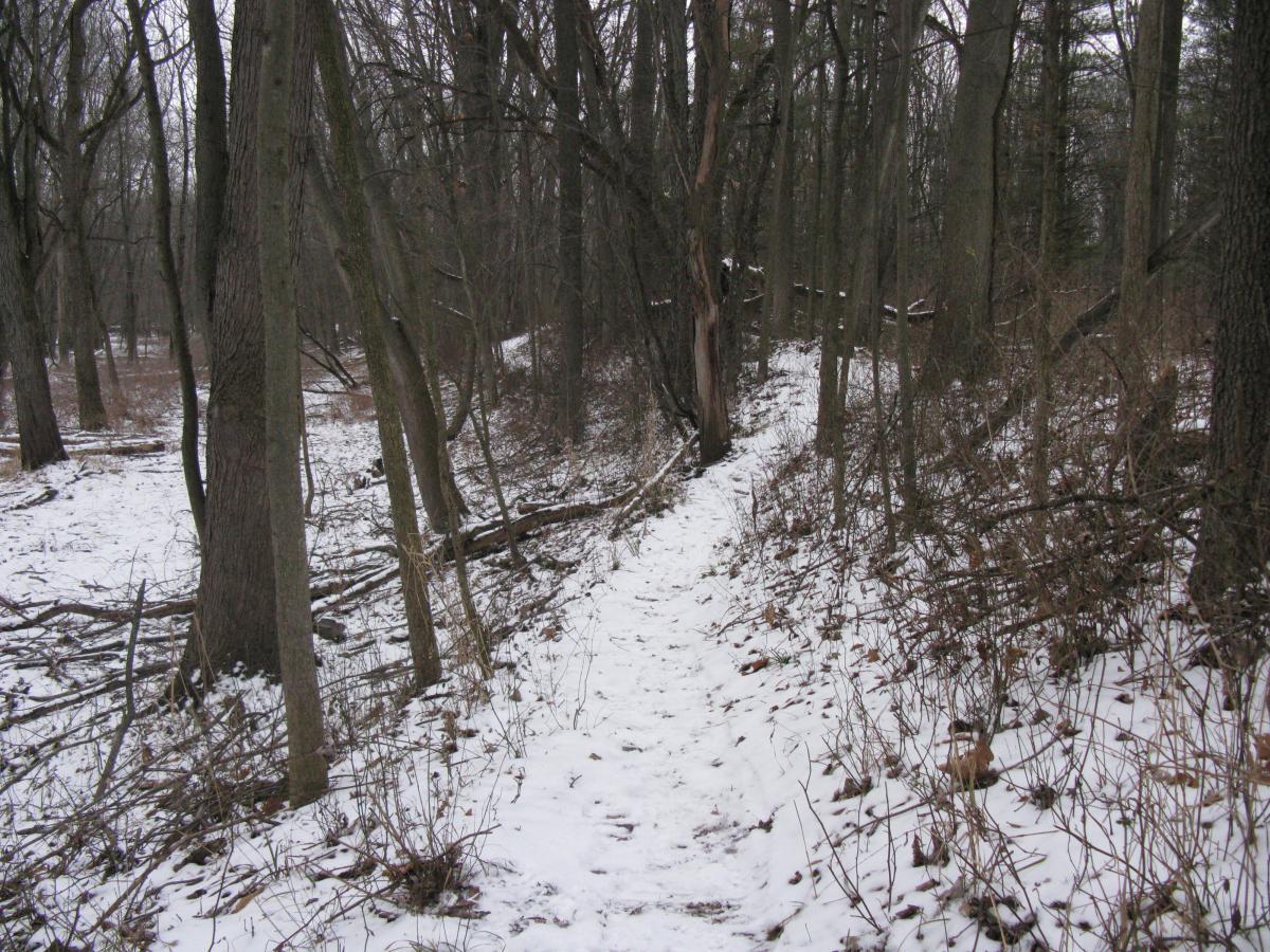 A snow-covered path winding through a dense forest, with bare trees lining the trail and fallen branches scattered on the ground. Goshen mountain bike trail.