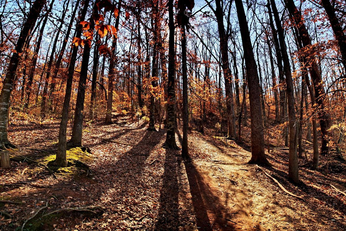 A tranquil forest scene in autumn, featuring tall trees with falling leaves in shades of orange and brown. The ground is covered in a thick layer of fallen leaves, and sunlight casts long shadows across the pathway, creating a warm and inviting atmosphere. The clear blue sky peeks through the branches above, adding to the serene beauty of the landscape. Lake Herrick mountain bike trail.
