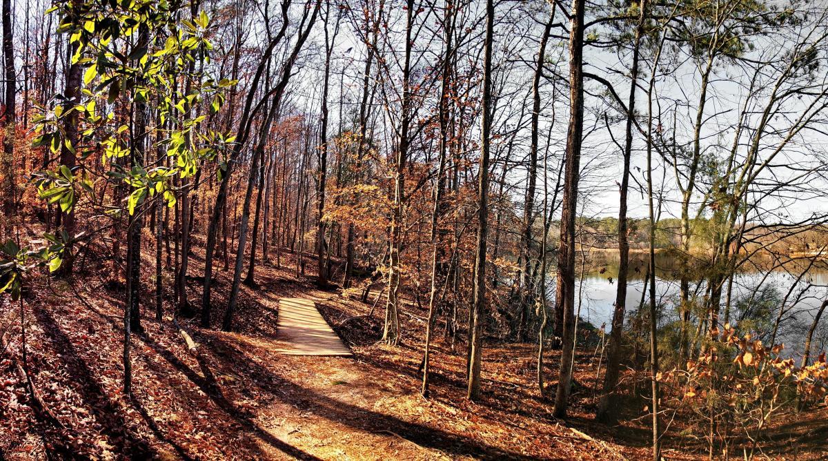 A serene forest scene showcasing a winding wooden path surrounded by trees with autumn leaves. The sun filters through the branches, illuminating the vibrant foliage, while a calm body of water can be seen in the background, reflecting the peaceful atmosphere. Lake Herrick mountain bike trail.