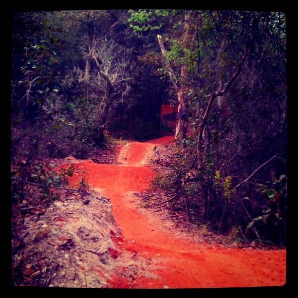 A winding dirt path colored in vibrant orange, surrounded by dense greenery and trees, leading into a shaded forested area. Alafia River State Park mountain bike trail.