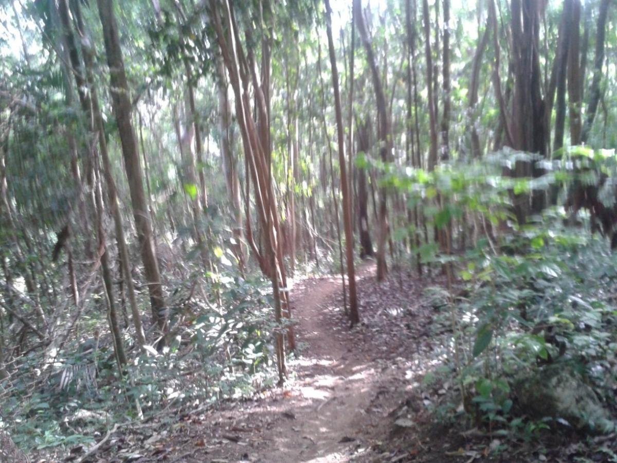 A blurred image of a narrow dirt path winding through a dense forest, surrounded by tall trees and lush greenery. Sunlight filters through the foliage, creating a serene and tranquil natural atmosphere. Blankets Creek mountain bike trail.