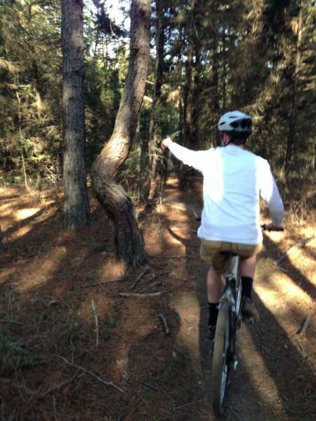 A person riding a mountain bike down a narrow forest trail, gesturing with one hand while surrounded by tall trees and dappled sunlight filtering through the branches. The rider is wearing a helmet, a long-sleeve shirt, and shorts, with a focus on the natural scenery. Forest City Trail mountain bike trail.