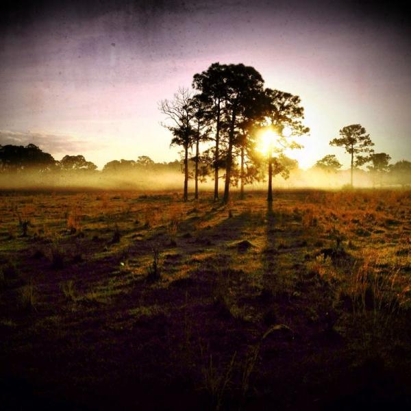 Sunrise over a misty field, with silhouettes of trees in the foreground. The sun is partially obscured by the branches, casting warm light across the landscape, creating a soft, serene atmosphere. Grassy Island Trail mountain bike trail.