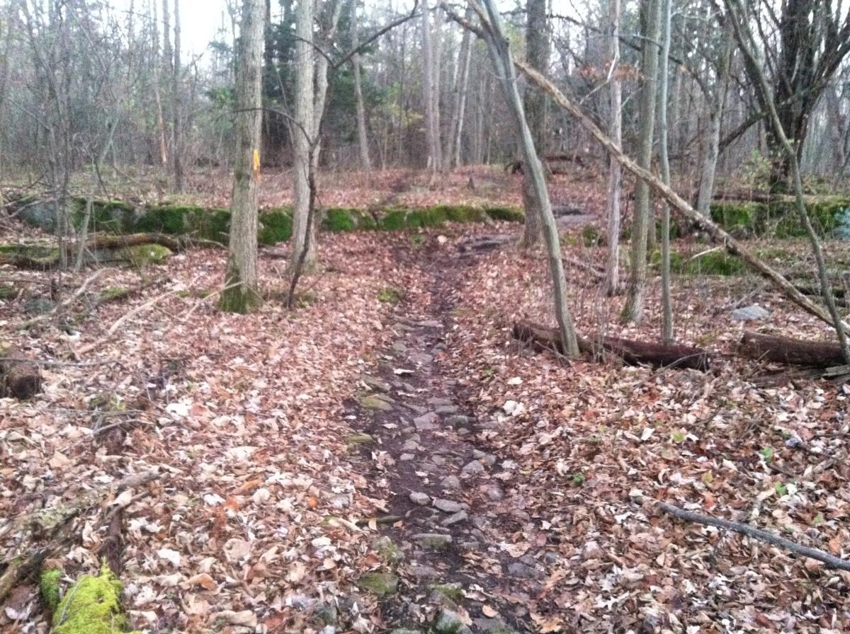 Alt text: A narrow trail winding through a forest covered with fallen leaves. The path is lined with exposed rocks and surrounded by bare trees, with some moss-covered logs visible in the background. The scene is depicted in soft, muted lighting, suggesting a quiet, serene atmosphere. Sherrillbrook Park mountain bike trail.