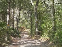 A winding dirt path lined with tall trees and greenery, inviting exploration in a serene forest setting. Moses Creek mountain bike trail.