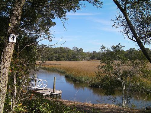 A serene view of a marshland with tall grasses under a clear blue sky. In the foreground, a wooden dock extends into a calm waterway, framed by trees and vegetation on either side. A numbered sign is visible on a tree to the left. Moses Creek mountain bike trail.