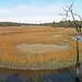 A scenic view of a marshland, featuring golden grasses and sparse vegetation under a blue sky with scattered clouds. A solitary, leafless tree stands next to a winding waterway, adding to the tranquil atmosphere of the landscape. Moses Creek mountain bike trail.