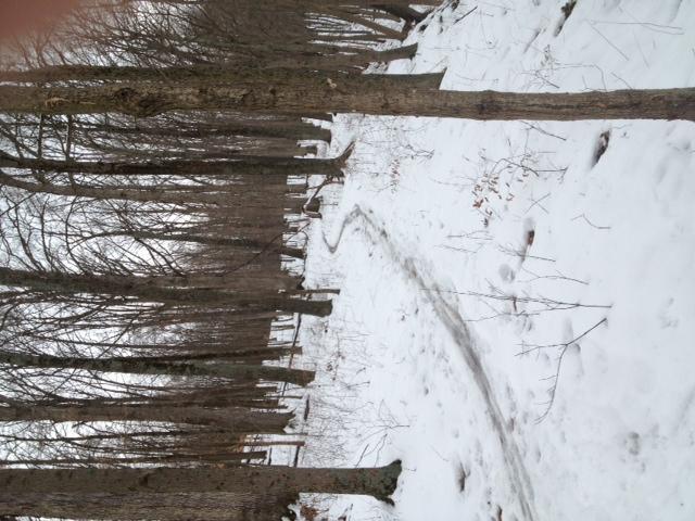 A winding path covered in snow, surrounded by bare trees in a forested area. Versailles State Park mountain bike trail.