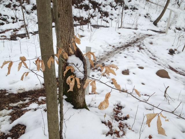 A winter scene featuring a path in a snowy forest. In the foreground, bare branches with dried leaves are visible, while a tree trunk stands nearby. The ground is covered in a layer of snow, and a trail is evident, leading through the sparsely wooded area. Versailles State Park mountain bike trail.