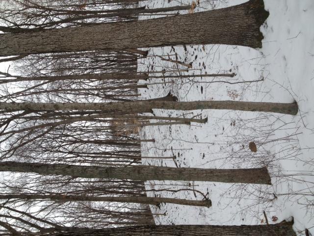 A winter forest scene featuring several tall, bare trees against a background of snow-covered ground. The landscape appears tranquil and serene, with patches of snow and scattered leaves visible on the forest floor. Versailles State Park mountain bike trail.