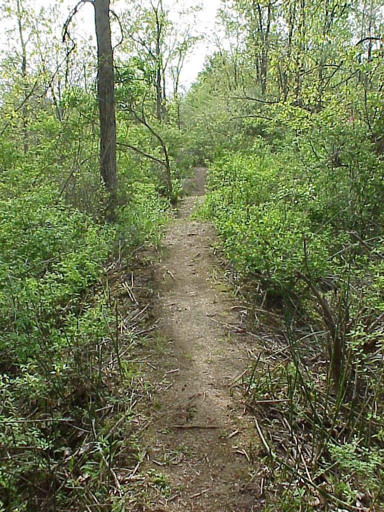 A narrow dirt path winding through a lush green forest, bordered by dense vegetation and trees. The scene is tranquil and inviting, highlighting a natural setting conducive to hiking or exploring. Rangeline Nature Preserve mountain bike trail.