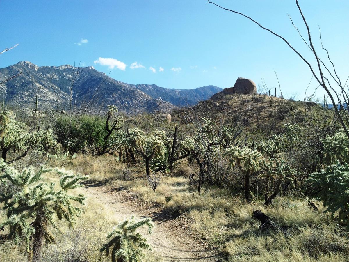 A scenic view of a desert landscape featuring various cacti and dry vegetation, with rolling mountains in the background under a clear blue sky. A winding dirt path leads through the foreground, surrounded by cholla cacti and shrubs. 50-year Trail / Golder Ranch mountain bike trail.