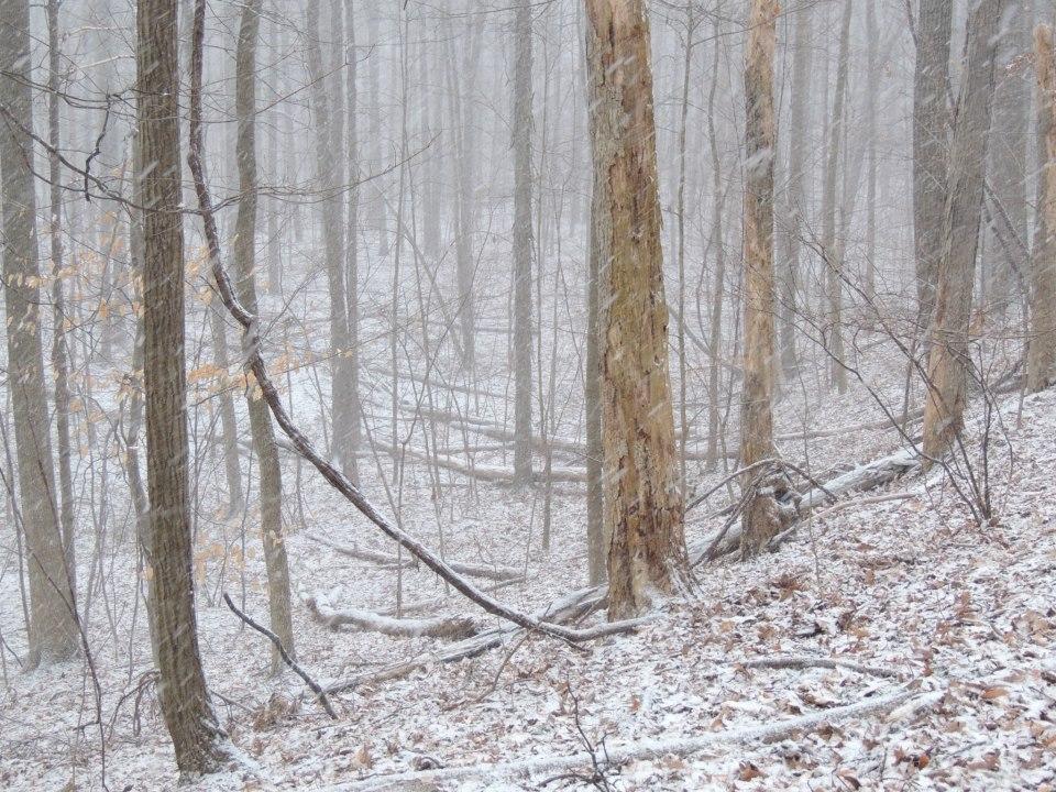 A misty forest scene during snowfall, with bare trees and a dusting of snow covering the ground. The atmosphere appears quiet and serene, with hints of autumn leaves remaining on some branches. Mill Stream Run Reservation mountain bike trail.