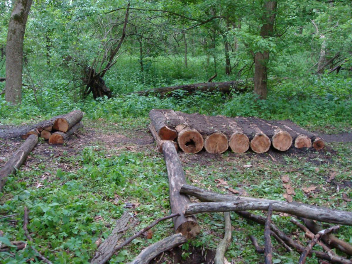 A forest scene featuring several logs arranged on the ground, with a mix of cut and uncut trees in the background. The area is lush with green grass and leafy undergrowth, creating a natural, wooded environment. Rangeline Nature Preserve mountain bike trail.