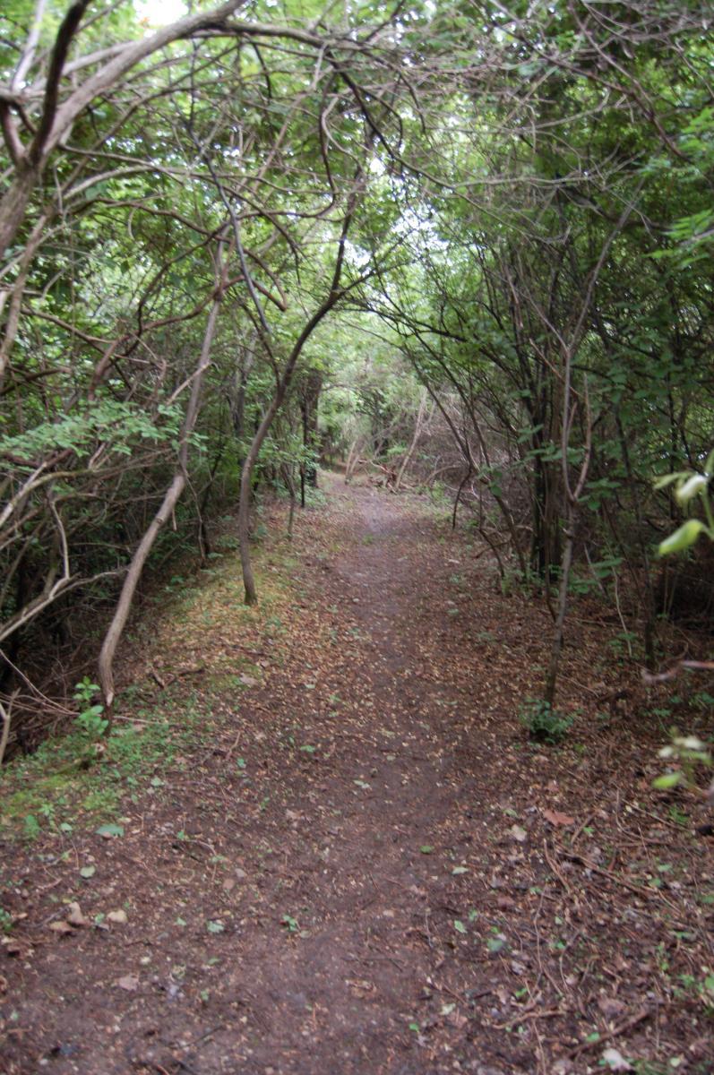 A narrow dirt path winding through a dense forest, surrounded by lush green foliage and overhanging branches. The ground is scattered with fallen leaves and small plants, creating a natural, tranquil setting. Rangeline Nature Preserve mountain bike trail.