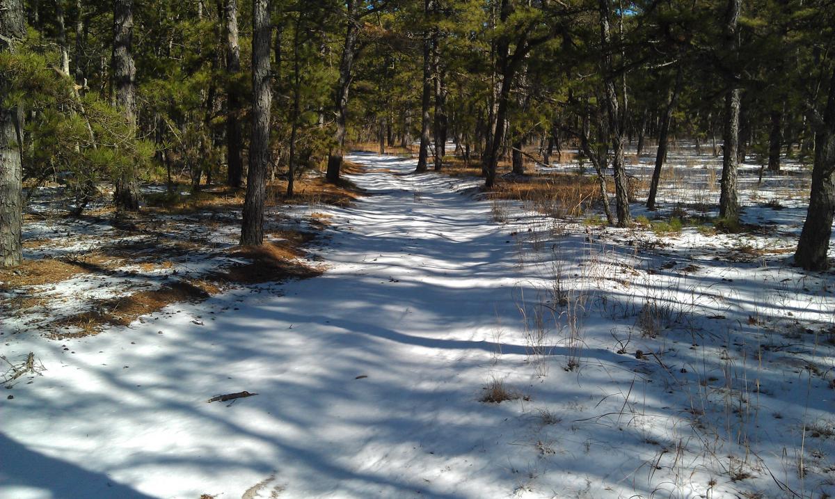 A snow-covered forest pathway winding through tall pine trees, with dappled sunlight creating shadows on the ground. The scene is serene, showcasing a blend of white snow and brown pine needles along the edges of the trail, hinting at a peaceful winter setting. Wharton State Forest mountain bike trail.