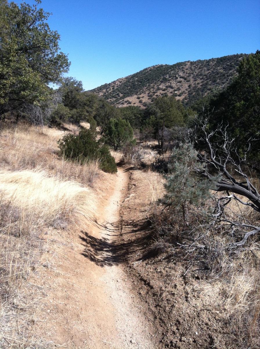 A narrow, winding dirt path cuts through a dry, grassy landscape, surrounded by sparse trees and shrubs, leading up to gently sloping hills under a clear blue sky. Brown Canyon mountain bike trail.