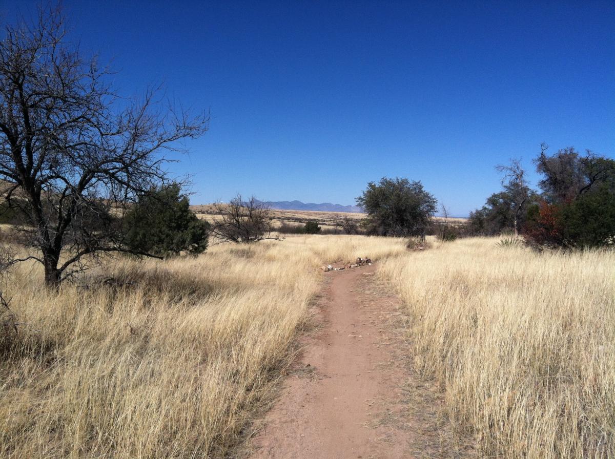 A dirt path meanders through a grassy landscape under a clear blue sky, flanked by sparse trees and distant mountains in the background. The bright golden grass sways gently, indicating a serene outdoor environment. Brown Canyon mountain bike trail.