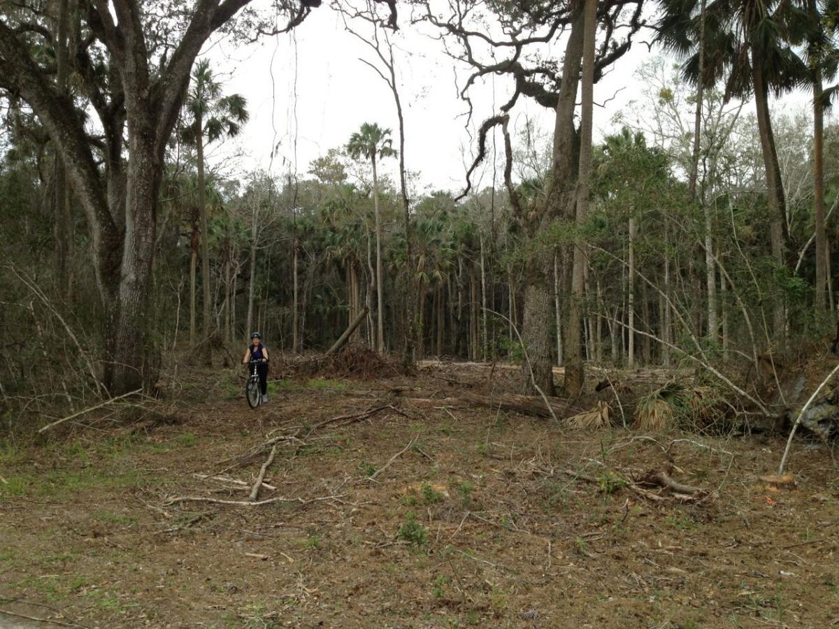 A cyclist riding a mountain bike on a dirt path through a wooded area with tall trees and palm trees in the background. The scene shows a mixture of dense foliage and cleared land, with some fallen branches and debris on the ground. The overall atmosphere is natural and slightly overcast. Nocatee mountain bike trail.